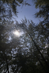 Sunlight Breaking Through Tree Canopy in Dense Forest Scene