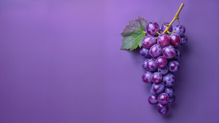 A vibrant cluster of fresh purple grapes rests against a violet background. Juicy, antioxidant-rich appeal and natural health benefits. Red wine production.