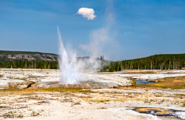 View of Cliff Geyser erupting in Yellowstone National Park's Black Sand Basin. The geyser sprays water and steam, surrounded by mineral deposits and a pine forest