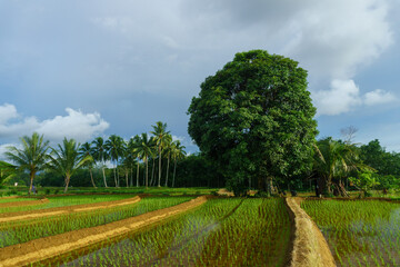Obraz premium Beautiful morning view indonesia Panorama Landscape paddy fields with beauty color and sky natural light