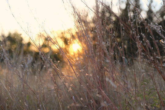 Little bluestem native Texas grass with fall season sunset in background.