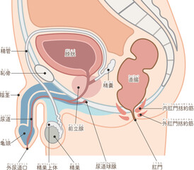 男性の生殖器のイラスト_Male reproductive organs © 川本まる