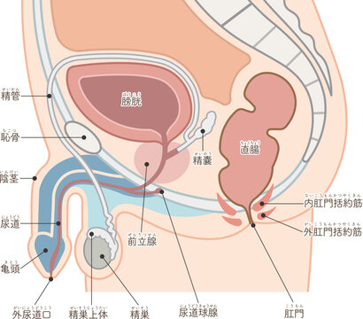 男性の生殖器のイラスト_Male reproductive organs