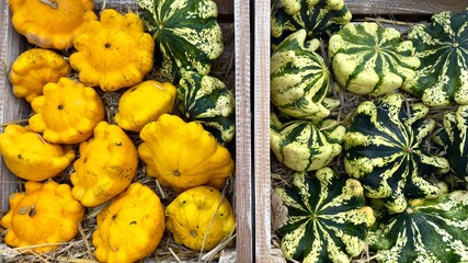 Colorful Pattypan Squash in Wooden Crates