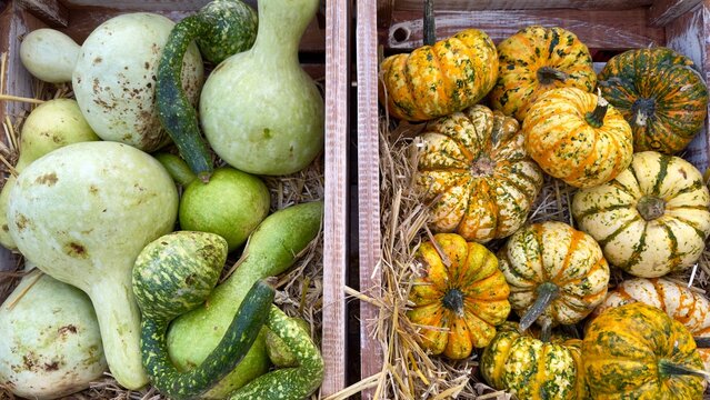 Autumn Gourds and Pumpkins in Wooden Crates