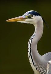 Fototapeta premium Elegant Grey Heron Portrait with Striking Yellow Eye and Beak Detailed Plumage Against Soft Background Capturing Natural Beauty