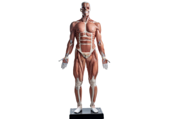 Study of the physiology of the Model and the parts of the human Model in the laboratory isolated on transparent or white background