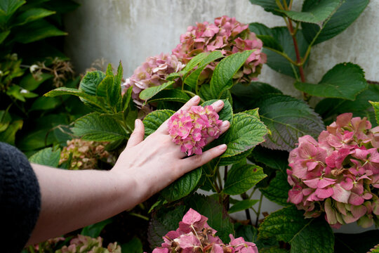 Hydrangea rings