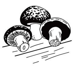 Fototapeta premium Nine line art icons of various tropical birds in vibrant colors, featuring macaw, toucan, parrot, and hummingbird vector set.