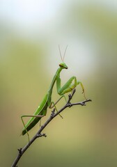 Praying Mantis perched on a branch against soft green background showcasing natures camouflage and insect wildlife behavior in a natural environment