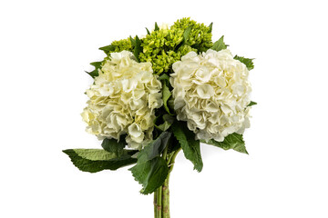 White flowering Hydrangea Bunch isolated on white