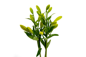 A bouquet of budding white lily isolated on white