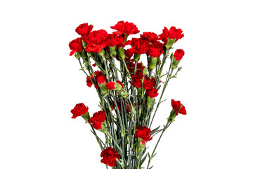 A bouquet of red mini carnation flowers isolated on white