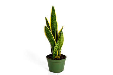 A snake plant, also called Dracaena, Saint George's sword, mother-in-law's tongue in  a green plastic flower pot isolated on white