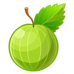 green gooseberry on white background