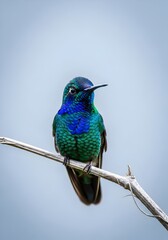 Fototapeta premium Vibrant and detailed close up of a hummingbird perched on a branch showcasing its iridescent feathers and delicate features against a soft blue background