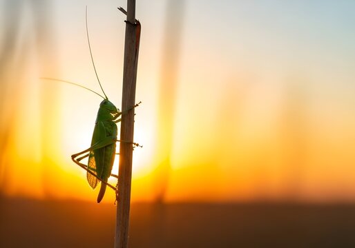 Vibrant Sunset Silhouette of a Green Grasshopper Clinging to a Reed in Golden Hour Light Capturing the Essence of Summer