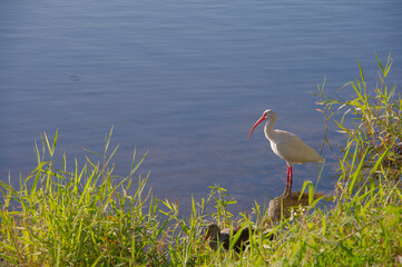 A serene scene of a white ibis with a bright red beak standing at the water's edge among tall grasses. Natural, peaceful wildlife moment suitable for nature and travel collections.
