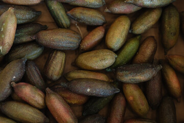 Exotic Seeds in a Rustic Display