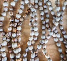Job's Tears (Coix lacryma-jobi) seeds, used by Indigenous People in Borneo for Ornamental Jewelry and Traditional Crafts
