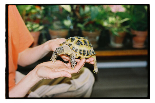 Person interacts with a tortoise indoors