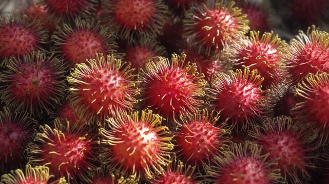 Exotic rambutan fruit harvest with vibrant red and yellow colors, showing freshness and tropical sweetness ready for healthy eating and delicious meals