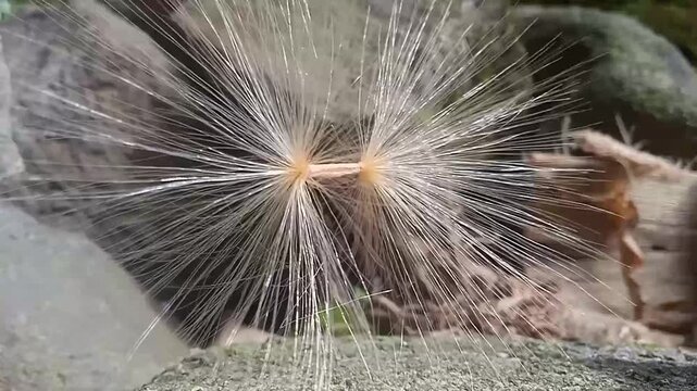 Japanese frangipani (adenium) seed shape