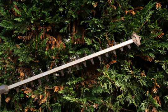 Hedge Trimmer 