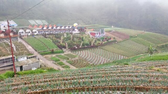 farmland in the in central java