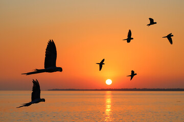 Beautiful parrots flying in the sky during sunset. Free flying bird