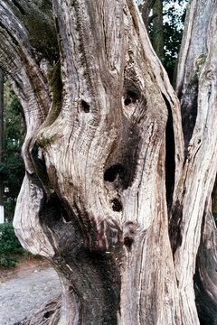 A face within a tree