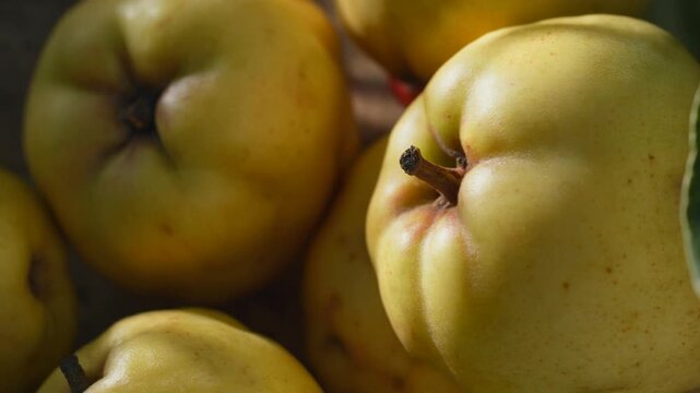Golden quince fruit harvest awaiting autumn recipes, a taste of fall's bounty with subtle sweetness and unique flavor for gourmet cuisine
