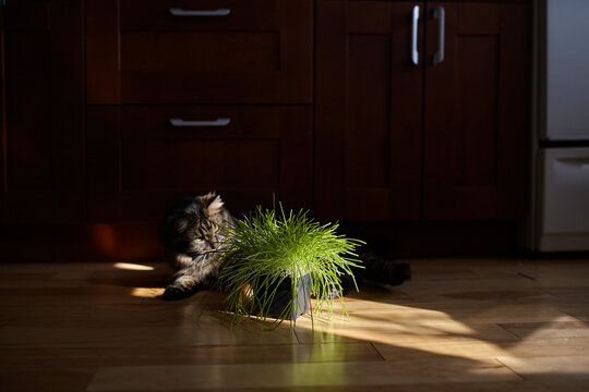 Cat investigates potted catnip leaves in a patch of light 
