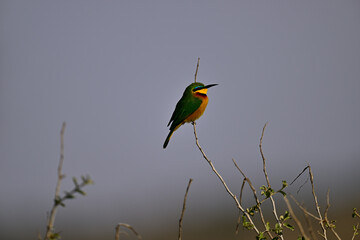 Little Bee-eater aka Merops pusillus 
