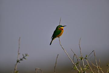 Little Bee-eater aka Merops pusillus 