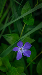 flore en primer plano