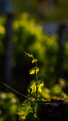 flore en primer plano