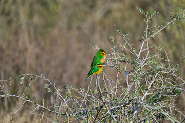 Little Bee-eater aka Merops pusillus 