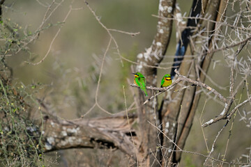 Little Bee-eater aka Merops pusillus 