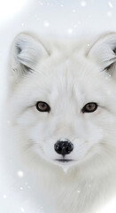 Close up portrait of a white arctic fox with snow on its nose in a wintery setting outdoors