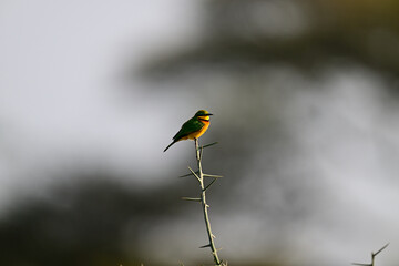 Little Bee-eater aka Merops pusillus 