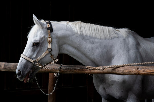 White Horse Portrait