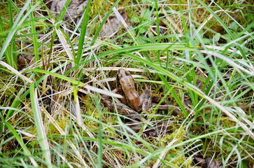 Northern Red-legged Frog (Rana aurora) near Massett on Haida Gwaii, BC, Canada