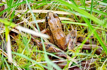 Northern Red-legged Frog (Rana aurora) near Massett on Haida Gwaii, BC, Canada