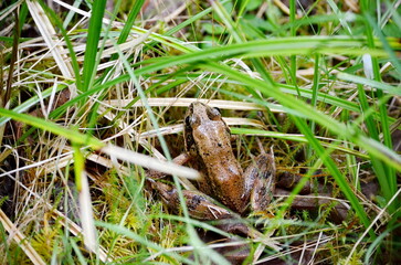 Northern Red-legged Frog (Rana aurora) near Massett on Haida Gwaii, BC, Canada