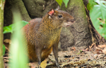 An agouti, scientifically known as Dasyproctaum, a medium-sized rodent found in Central and South America, is seen among the blurred leaves in Belém, PA, Brazil.