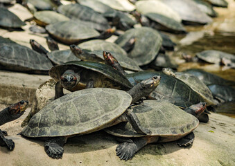 Obraz premium Turtles sunbathing on the banks of a small lake in the Brazilian Amazon, northern Brazil.