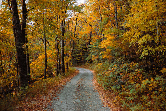 Driving through Autumn