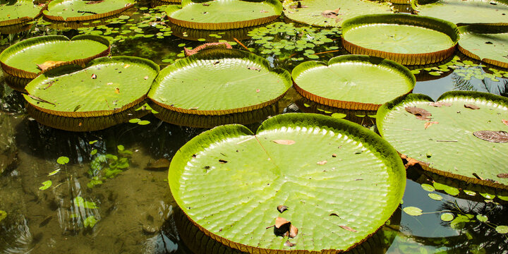 Victoria regia, in the waters of a lake in the Brazilian Amazon, northern Brazil.