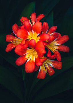 Vibrant Red and Yellow Clivia Bloom Against a Dark Background